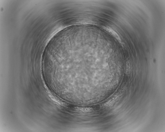 X0000086921039200705071323