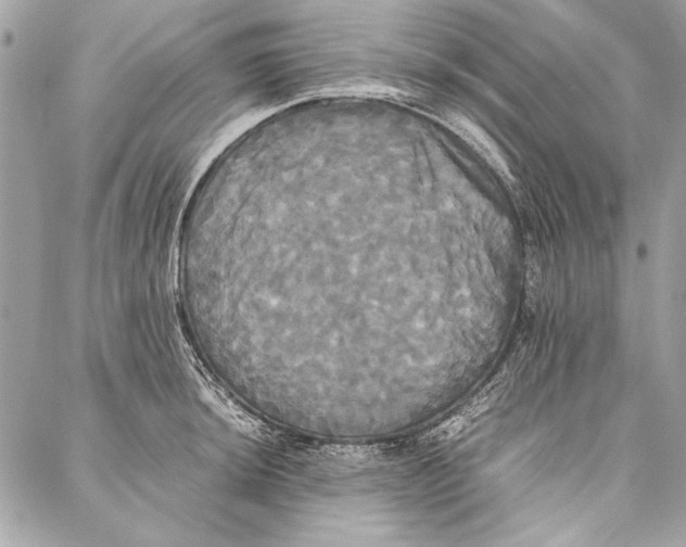 X0000086921044200705071323