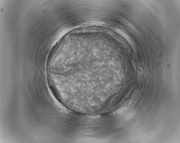 X0000086921055200705071323