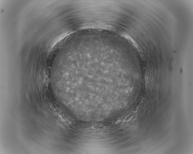 X0000086921064200705071322