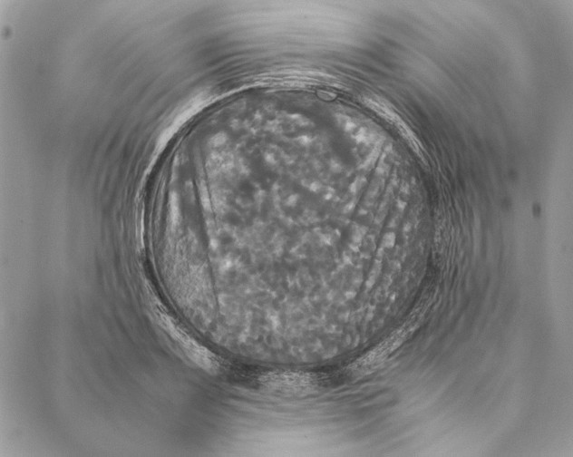 X0000086921083200705071322