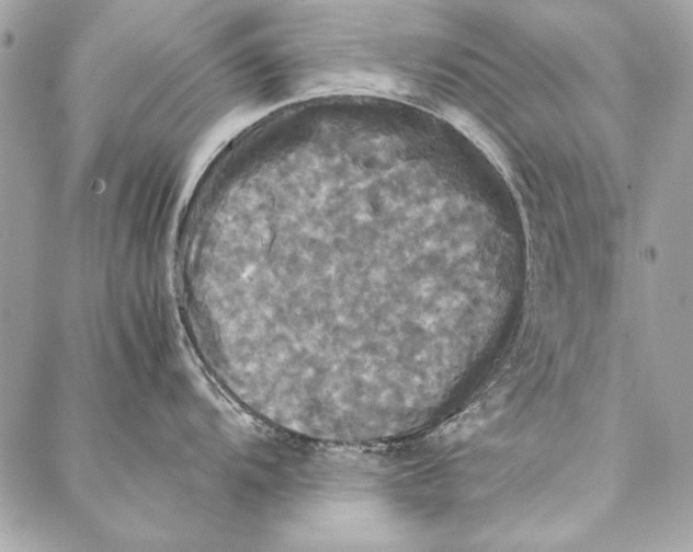 X0000086921104200705071322