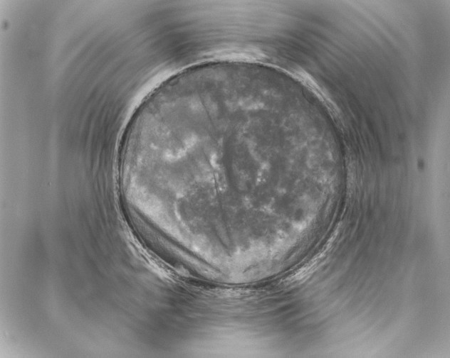 X0000086921240200705071320