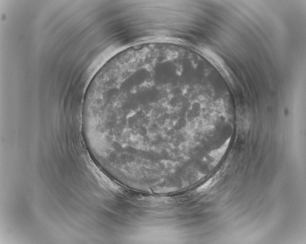 X0000086921244200705071320