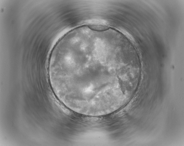 X0000086921248200705071320