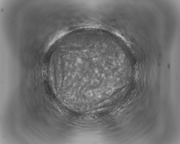 X0000086921255200705071319