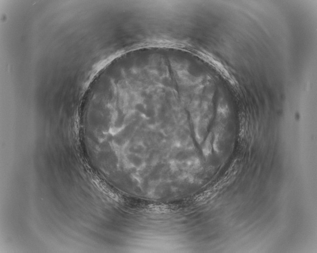 X0000086921264200705071319