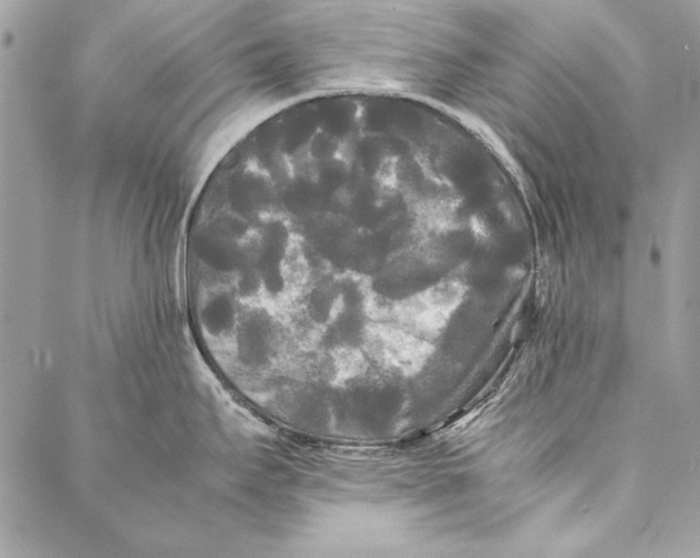 X0000086921295200705071318