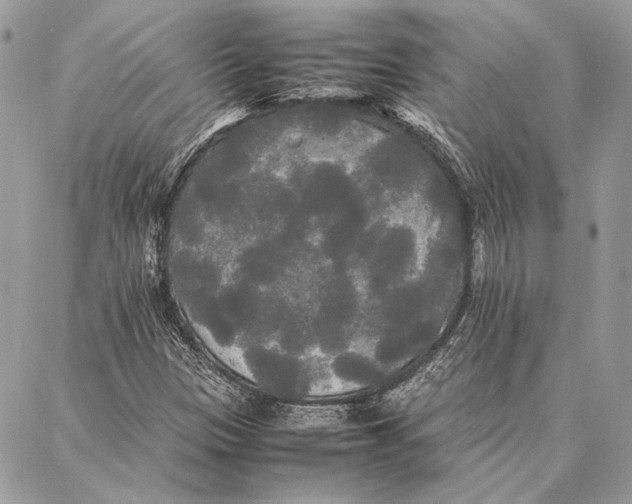 X0000086921305200705071318