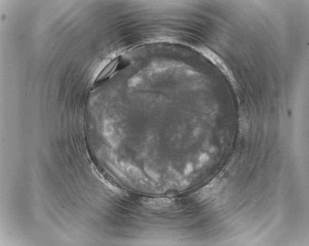 X0000086921337200705071318