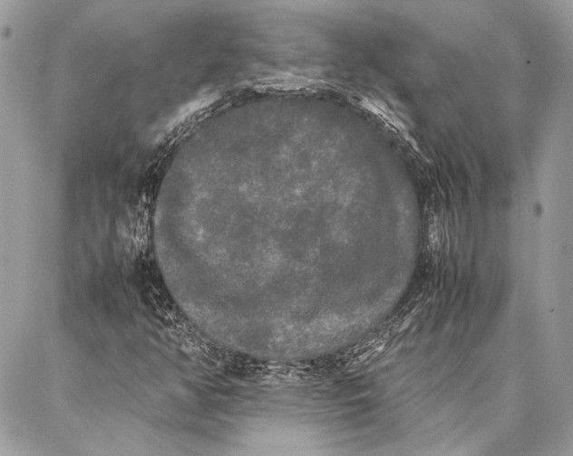 X0000086921350200705071318