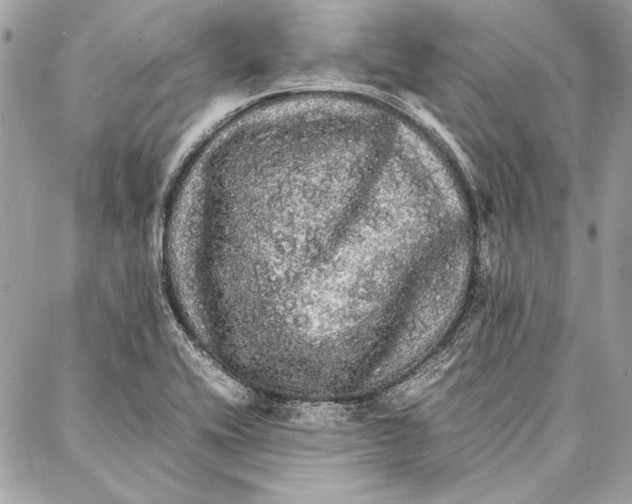 X0000086921416200705071316