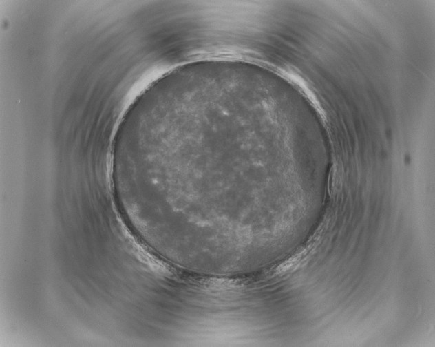 X0000086921424200705071317