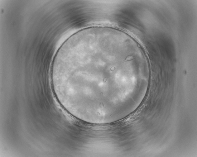 X0000086921440200705071317