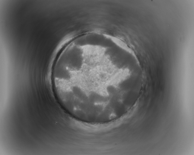 X0000086920006200705141731