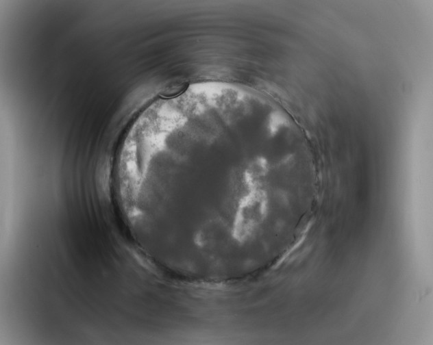 X0000086920194200705141729