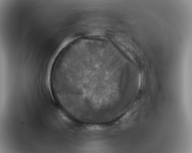 X0000086920195200705141729