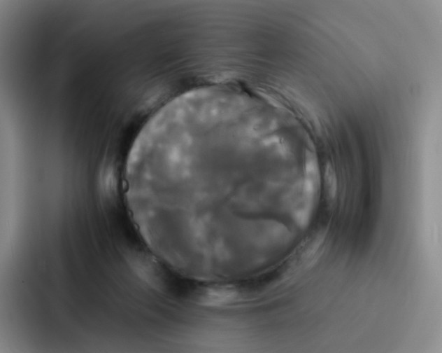 X0000086920214200705141729