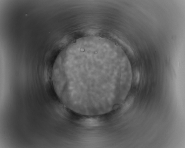 X0000086920236200705141728