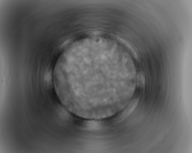 X0000086920238200705141728
