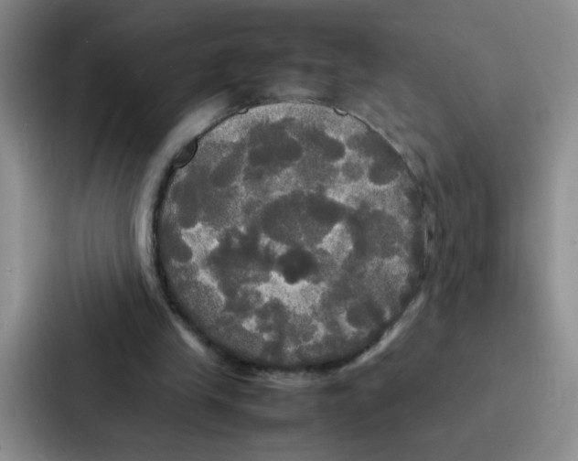X0000086920245200705141728