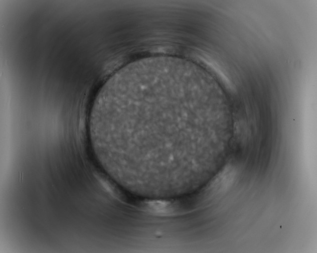 X0000086920265200705141728