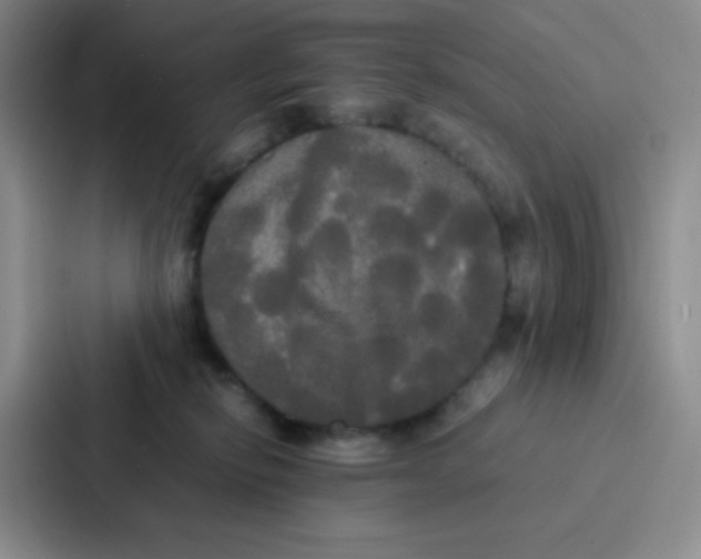 X0000086920278200705141728