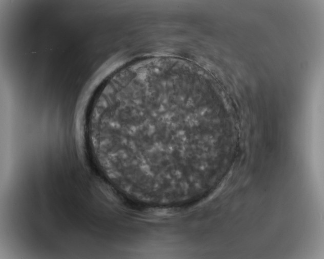 X0000086920295200705141728