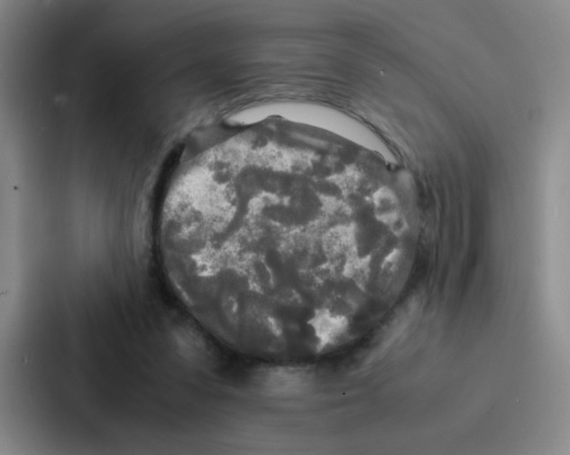 X0000086920303200705141728