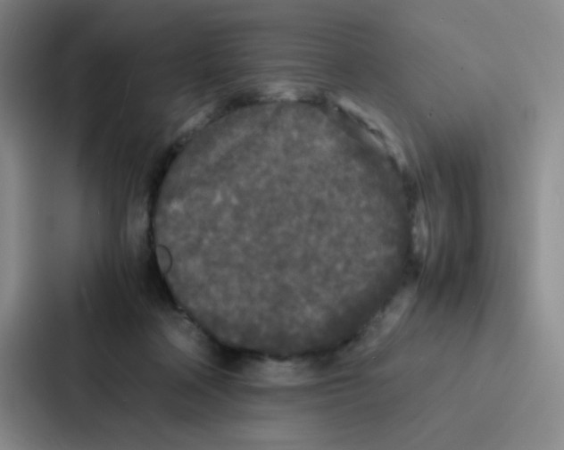X0000086920314200705141727
