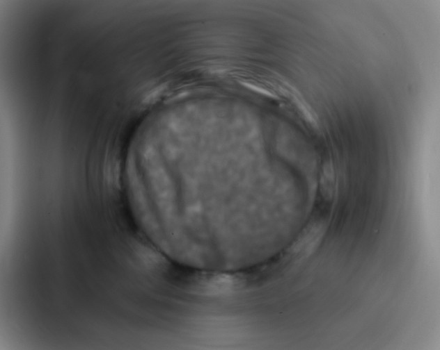 X0000086920330200705141727