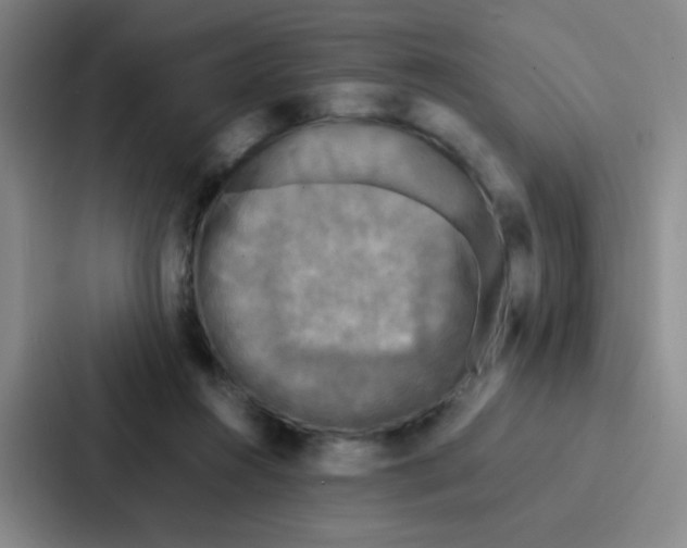 X0000086920360200705141727