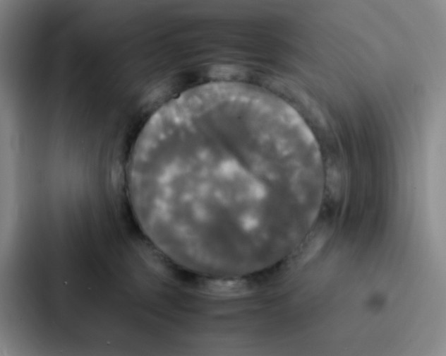 X0000086920375200705141727