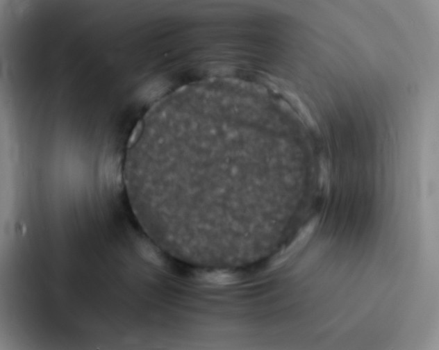 X0000086920383200705141727