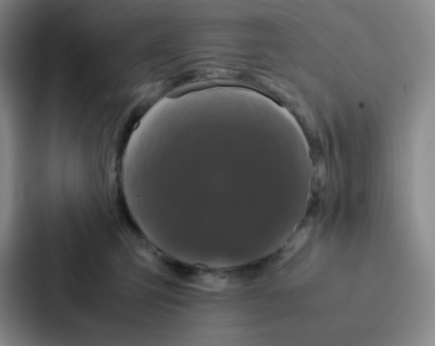 X0000086920423200705141726