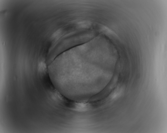 X0000086920432200705141726