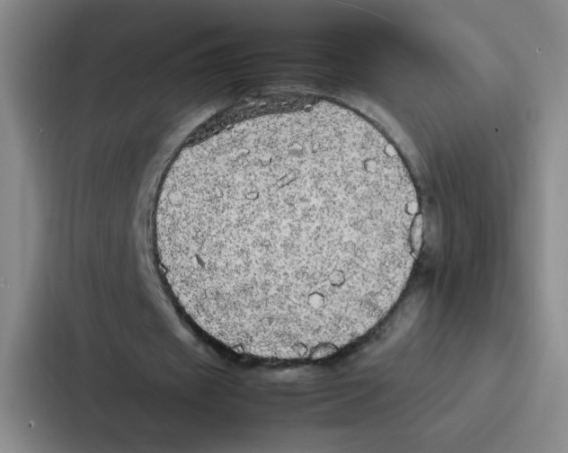 X0000086920433200705141725