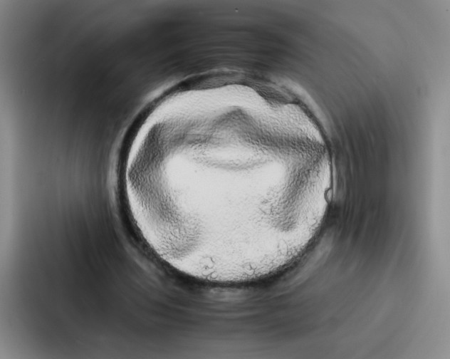 X0000086920435200705141725