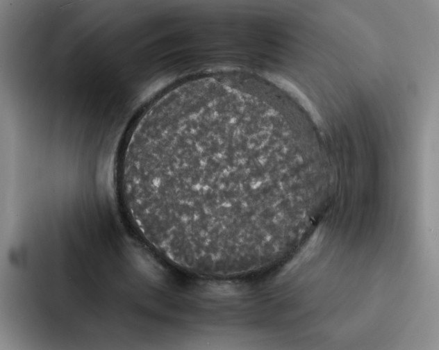 X0000086920439200705141725