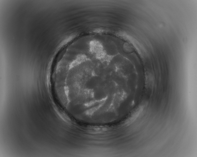 X0000086920443200705141725