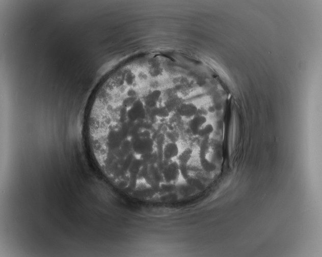 X0000086920483200705141725