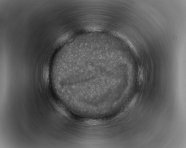 X0000086920494200705141725