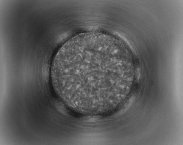 X0000086920495200705141725