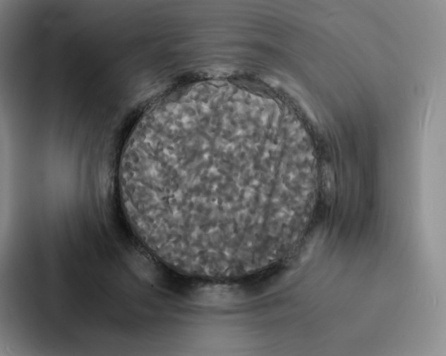 X0000086920499200705141725