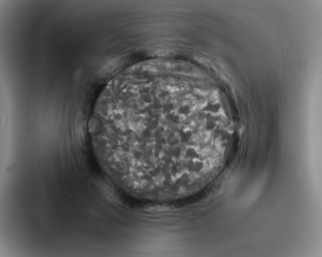 X0000086920503200705141725
