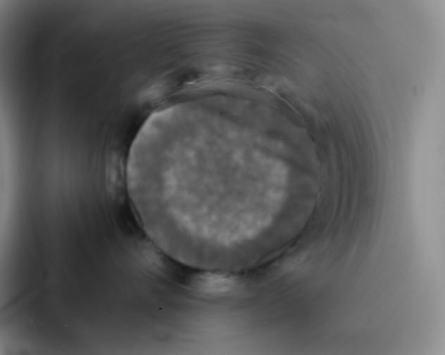 X0000086920528200705141725