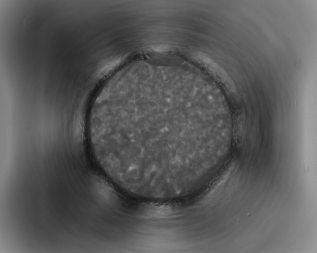 X0000086920640200705141723