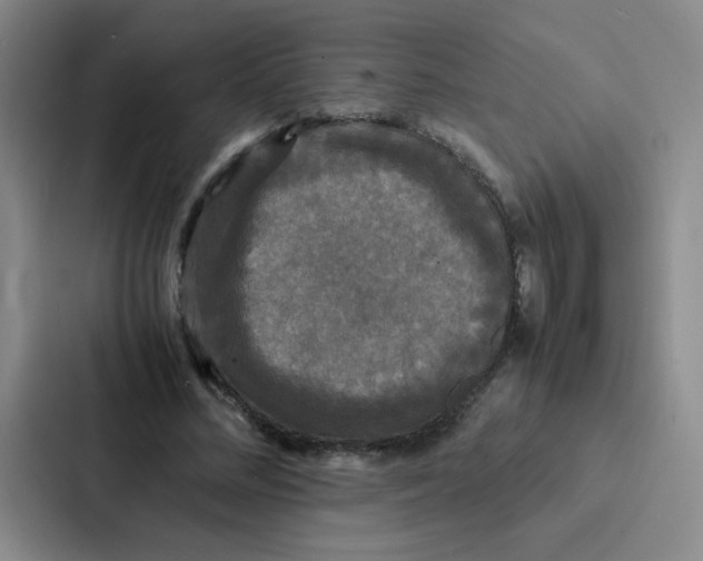 X0000086920684200705141723