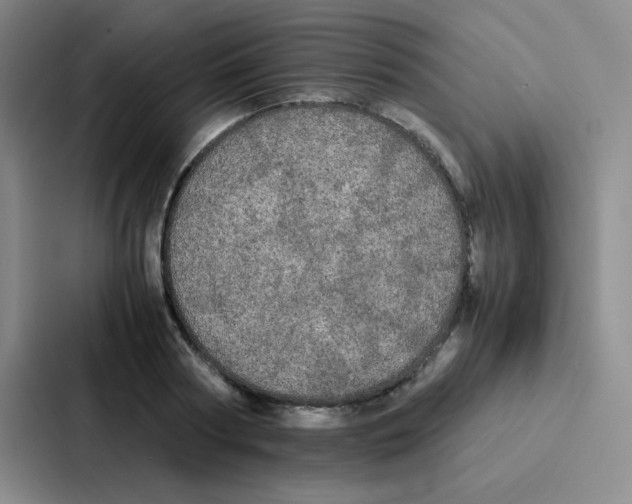 X0000086920794200705141721