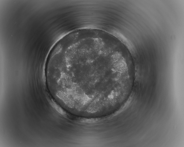 X0000086920892200705141720